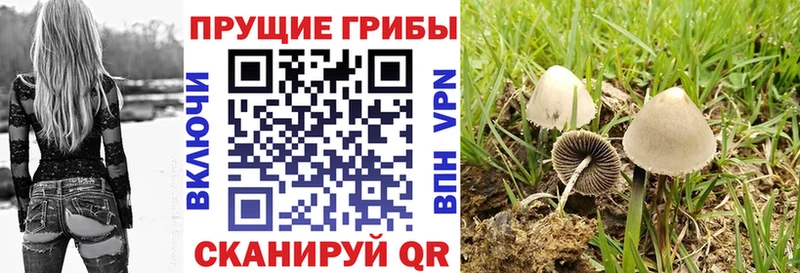 Галлюциногенные грибы Psilocybine cubensis  где купить   Мамадыш 